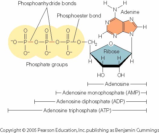 Adenozin in