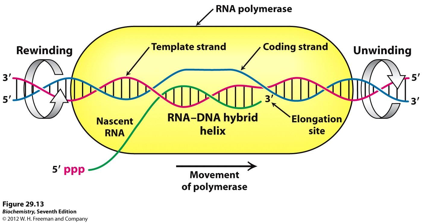 RNA sentezi bir transkripsiyon kabarcığı