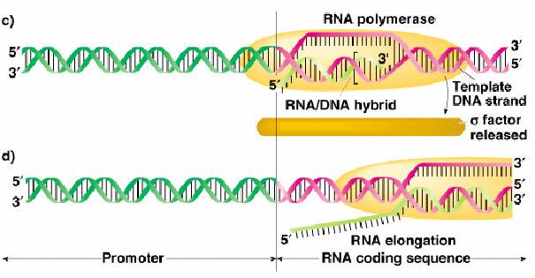 Uzama DNA sarmalı hızlı sekilde çözülür ve enzim bölgedeki sentezi tamamlayınca hemen sarmal eski haline