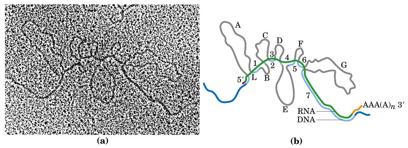 RNA-DNA hibridizasyonu ile tavuk ovalbumin