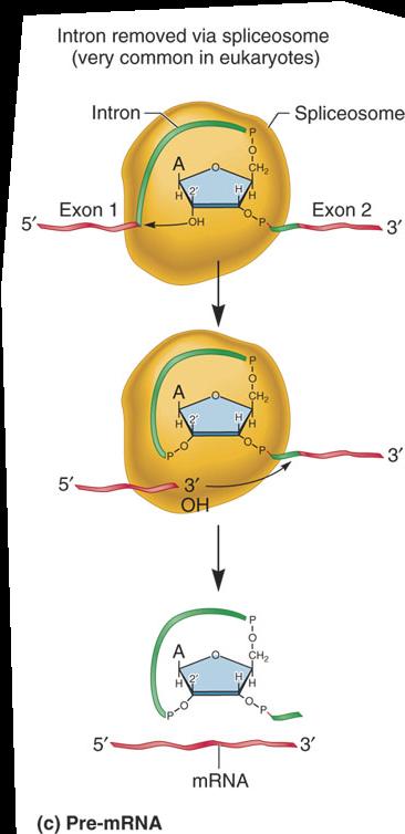RNA İşlenmesi Splicing işlemi, çok bileşenli bir yapı olan splicesome tarafından gerçekleştirilir.