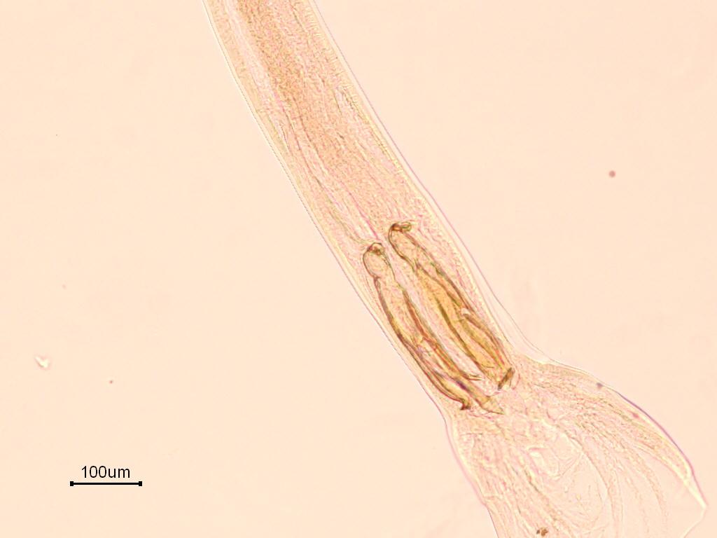 61 T. occidentalis Erkeklerinin 10,2(7,84-14,34) mm, dişilerinin ise 9,01(8-11,43) mm boyunda olduğu saptanmıştır.