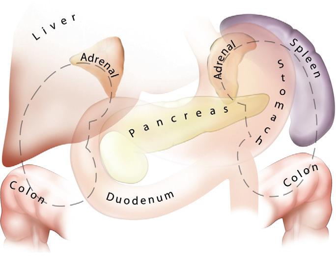 3 Resim 1. Böbreğin lateral, anterior ve medial organ komşulukları (Campbell Üroloji 10. Baskı) 2.1.2. Böbrek Parankimi ve Toplayıcı Sistem Anatomisi Renal parankim korteks ve medulladan oluşur.