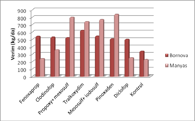 Şekil 1. Manyas ve Bornova da in yabani yulaf yoğunluğuna göre yüzde etkilerinin karşılaştırılması. Figure 1.