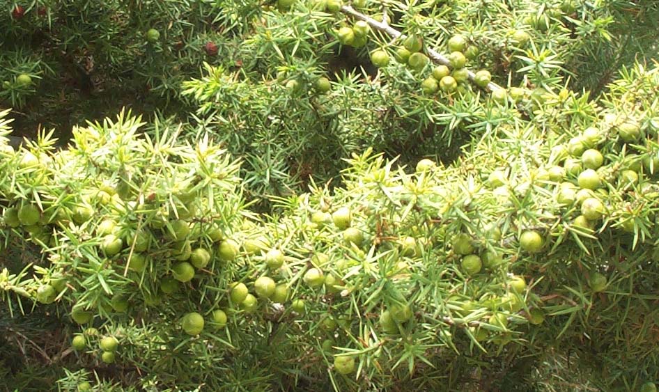 3. MATERYAL ve METOD Tülin GEDİK Şekil 3.3. Madenköy ve çevresinde yetişen Colutea cilicia (Patlangaç) bitki türü.