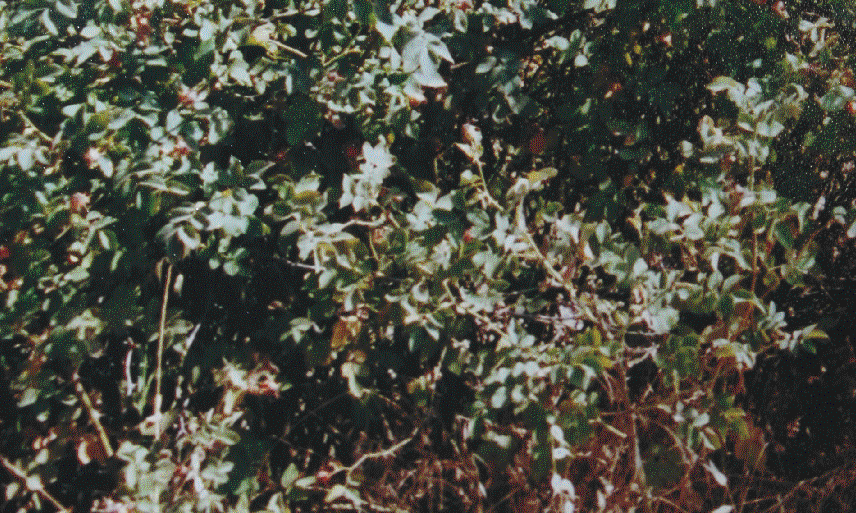 3. MATERYAL ve METOD Tülin GEDİK Şekil 3.7. Madenköy ve çevresinde yetişen Rosa canina (Kuşburnu) bitki türü. 3.2. Metod 3.2.1.