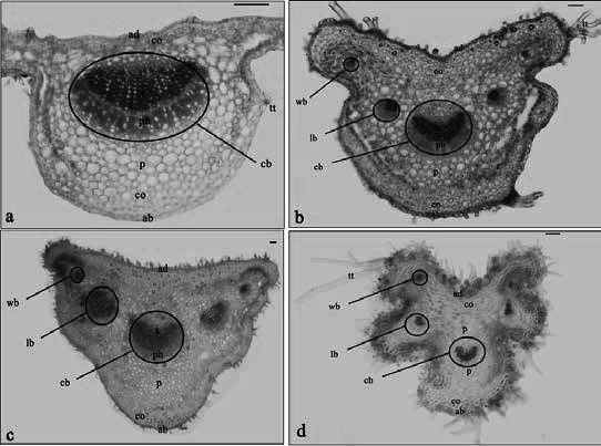 Seyid Ahmet SARGIN ve Selami SELVİ Şekil 2. Cistus türlerinin yaprak orta damar yapıları. a) C. salviifolius, b) C. parvifloris, c) C. monspeliensis, d) C. creticus, e) C. laurifolius.