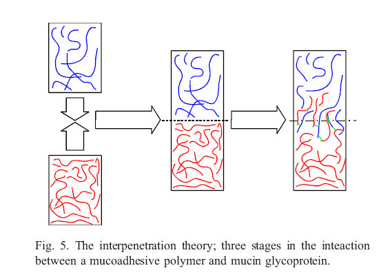 31 Yakın temas basamağından sonra mukoadezifin doku yüzeyine penetrasyonu veya mukoadezif polimer zincirlerinin mukus ile etkileşimi meydana gelmekte, adezif polimerin segmentleri ve müsin