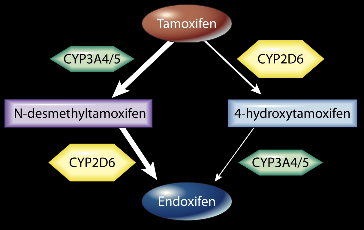 CYP2D6 and Metabolism of Tamoxifen CYP2D6 enzyme