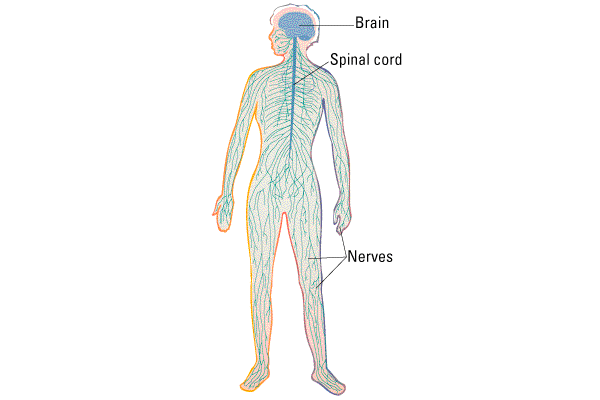 Sinir Sistemi Merkezi Sinir Sistemi -Beyin -Omurilik Periferik Sinir Sistemi Somatik somatik duyu, özel duyular iskelet kaslarının istemli kontrolü