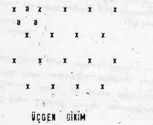 Üçgen dikim: Ağaçların eşkenar üçgenin köşelerine dikildiği bir sistemdir.