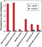 Viability analizi The BacLight Bacterial Membrane Potential Kit Flöresan membran potansiyel indikatör boyası DiOC 2 (3) DiOC 2 (3) düşük yoğunluklarda önce bakterileri yeşile boyar bakterinin membran