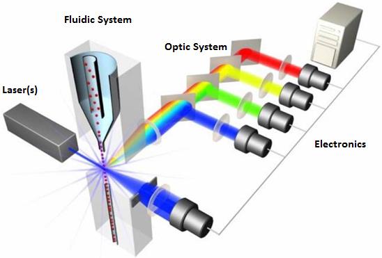 Flow Cyometer (FC): sadece analiz FACS: analiz ve