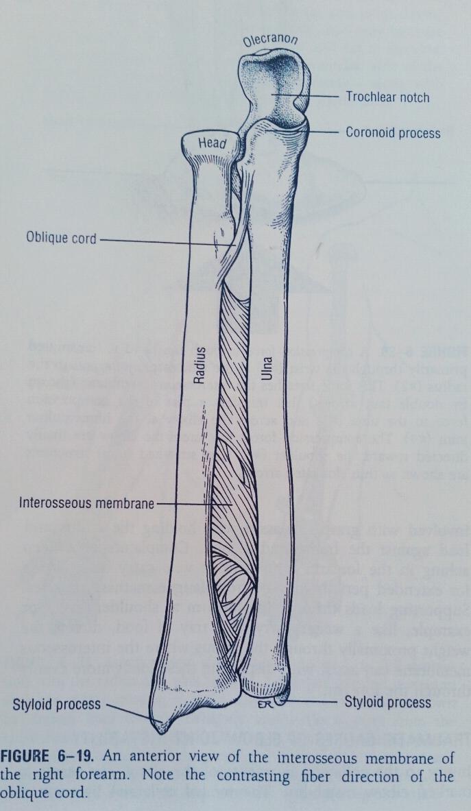 INTEROSSEUS MEMBRAN Bir çok lifi radiustan ulnaya doğru seyreder İstistası oblik kord ve en distalde bulunan ve isimsiz olan ligamenttir.