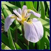 iris setosa iris versicolor iris virginica Bilim adamı fisher, İris çiçeğini çeşitli ölçümler neticesinde yukarıda görüldüğü gibi 3 türe ayrılarak sınıflandırmıştır.