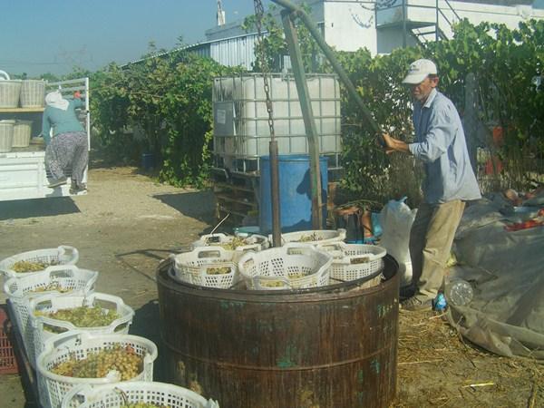 Ülkemizde Kuru Üzüm Üretimi Kurutulacak üzümler salkımlar halinde delikli ve kulplu kaplara yerleştirilip içerisinde potasa bulunan başka bir