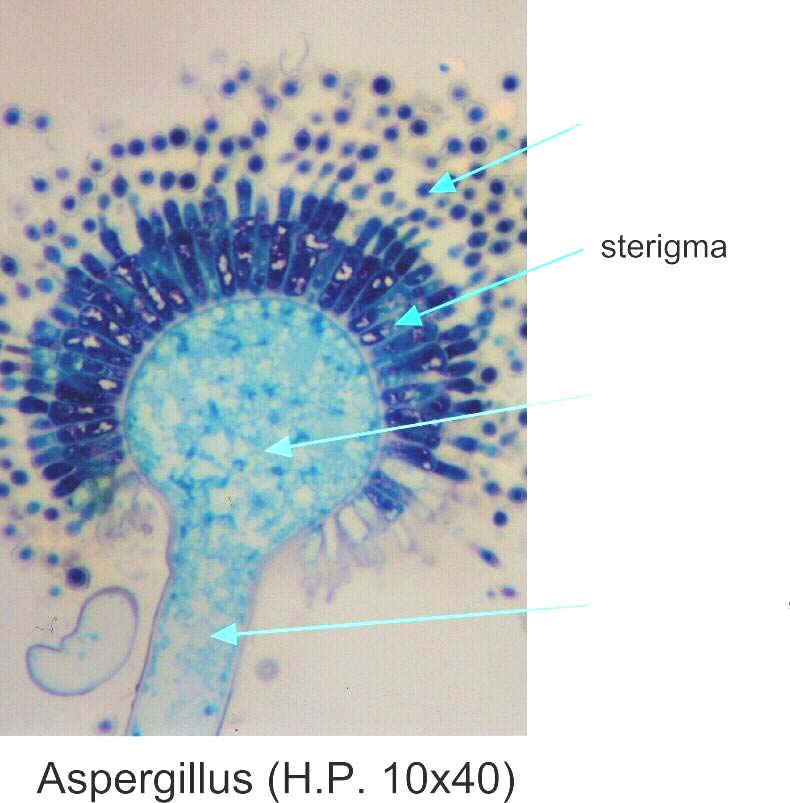 Aspergillus Genç misel büyürken üzerinde T harfine benzer şekilde ayak hücreleri oluşur. Bu hücrelerden uzun dik ve uç kısımları şişkin konidioforlar oluşur.