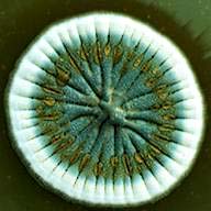 Penicillium Havada toprakta ve şekerli ortamda saprofit olarak yaşayan ve küf meydana getiren bir fungus