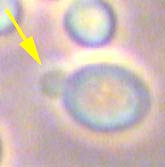 Saccharomyces cerevisiae Bira mayası mantarının miseli diğer mantarların miselinden çok daha değişik görünümdedir. Küresel veya oval hücreler yanyana gelerek zincirler oluşturur.