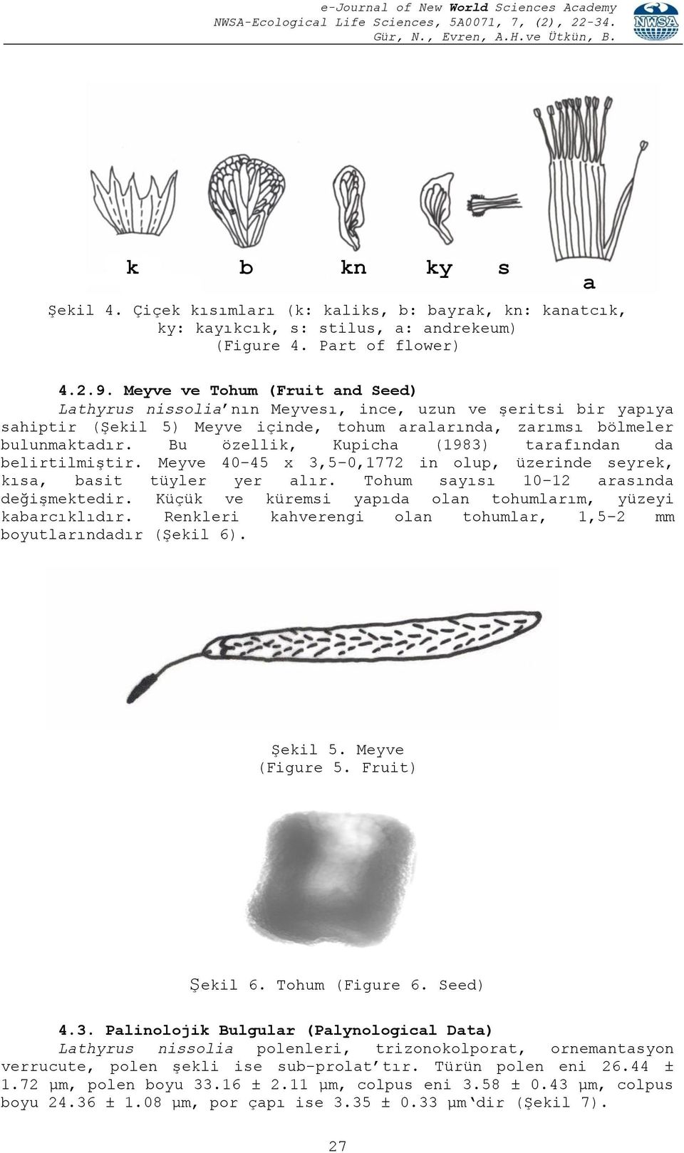 Bu özellik, Kupicha (1983) tarafından da belirtilmiştir. Meyve 40 45 x 3,5 0,1772 in olup, üzerinde seyrek, kısa, basit tüyler yer alır. Tohum sayısı 10 12 arasında değişmektedir.