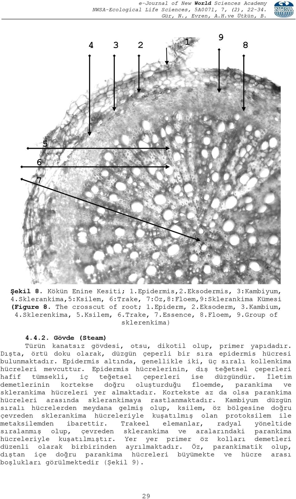 Dışta, örtü doku olarak, düzgün çeperli bir sıra epidermis hücresi bulunmaktadır. Epidermis altında, genellikle iki, üç sıralı kollenkima hücreleri mevcuttur.