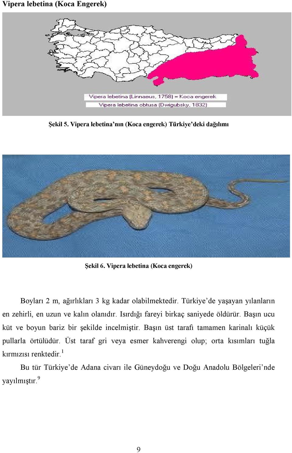 Türkiye de yaşayan yılanların en zehirli, en uzun ve kalın olanıdır. Isırdığı fareyi birkaç saniyede öldürür.