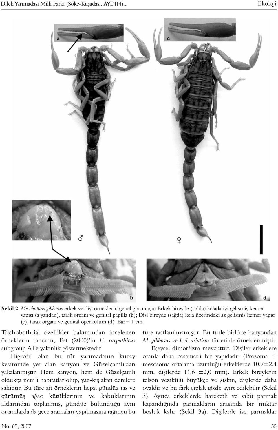 üzerindeki az geliþmiþ kemer yapýsý (c), tarak organý ve genital operkulum (d). Bar= 1 cm. Trichobothrial özellikler bakýmýndan incelenen örneklerin tamamý, Fet (2000)'in E.