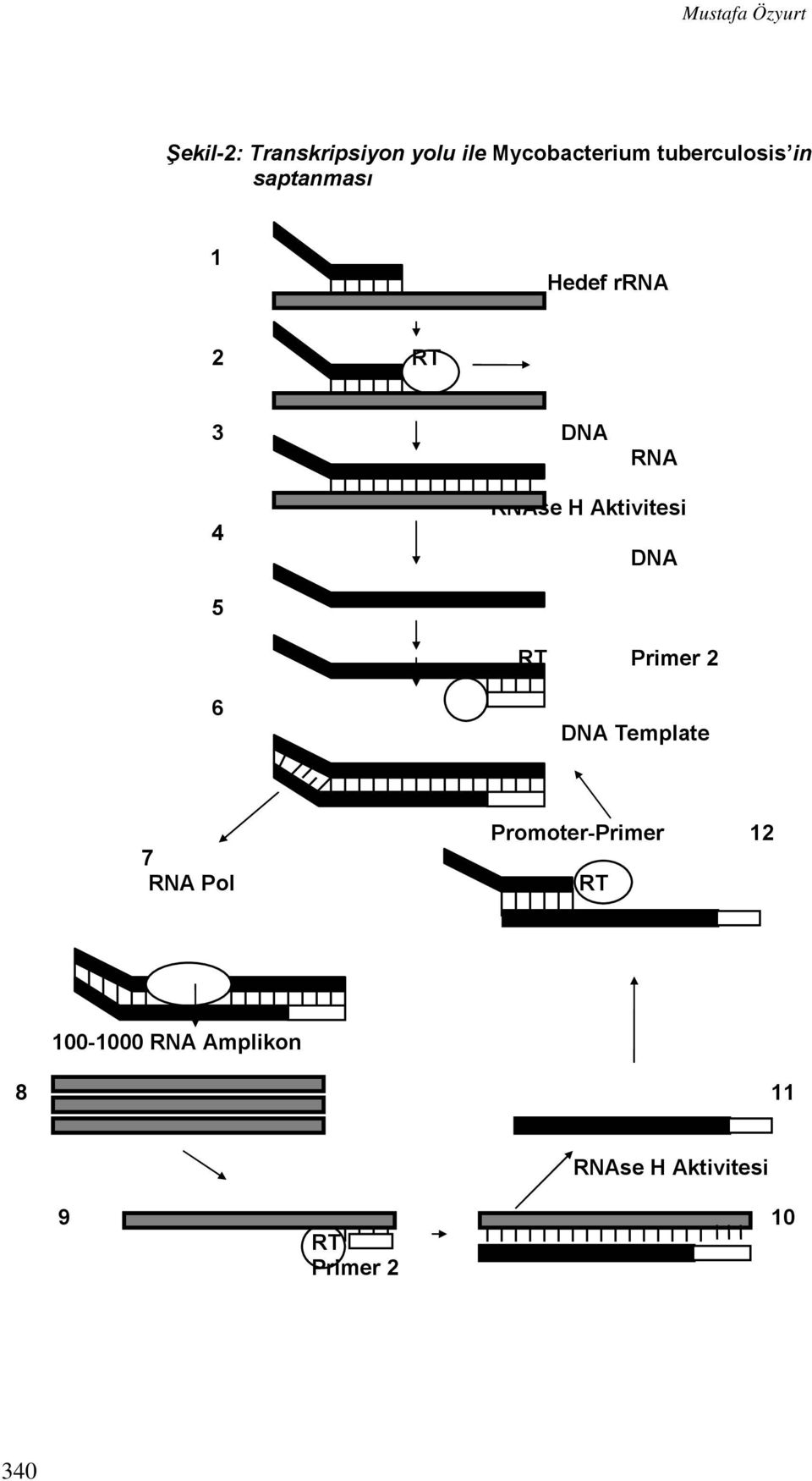 Aktivitesi DNA 5 RT Primer 2 6 DNA Template 7 RNA Pol