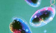 O1-Vibrio cholera, Serotipler 3 3 serotip İnaba, AC