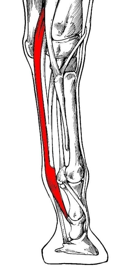 Amudiyet Bozuklukları-bletür Başta topuk eklemi olmak üzere, ayağın diğer eklemlerinde, serbest hareket yeteneğinin kısıtlandığı, dorsal fleksiyonun engellendiği, ayağın öne eğiminin giderek azaldığı