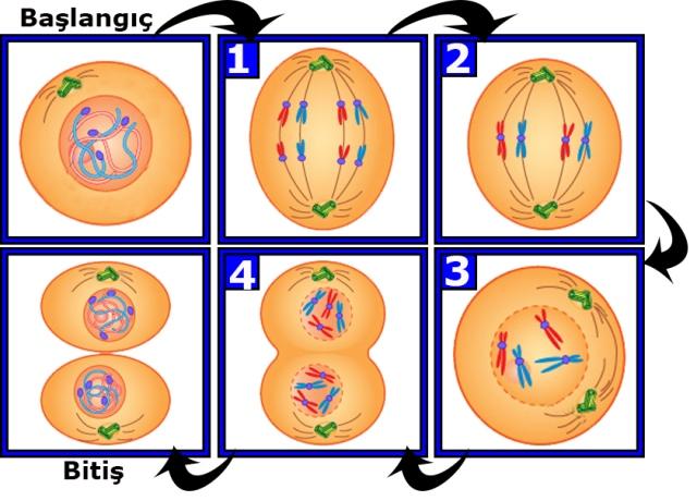 TEOG1 DENEME SINAVI 1 ( DNA, Mitoz, Mayoz Kapsamlı) 4. 1.Şekilde hayvan hücresinin mitoz bölünmede bir evresi gösterilmiştir. Bu evreden sonra aşağıdakilerden hangisi gerçekleşmez?