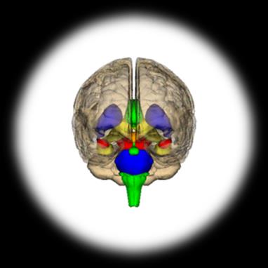 gangliyon ve beyincik/serebellum >> salıngaçın hızıyla ilişkili Animation by Gustavo Torres