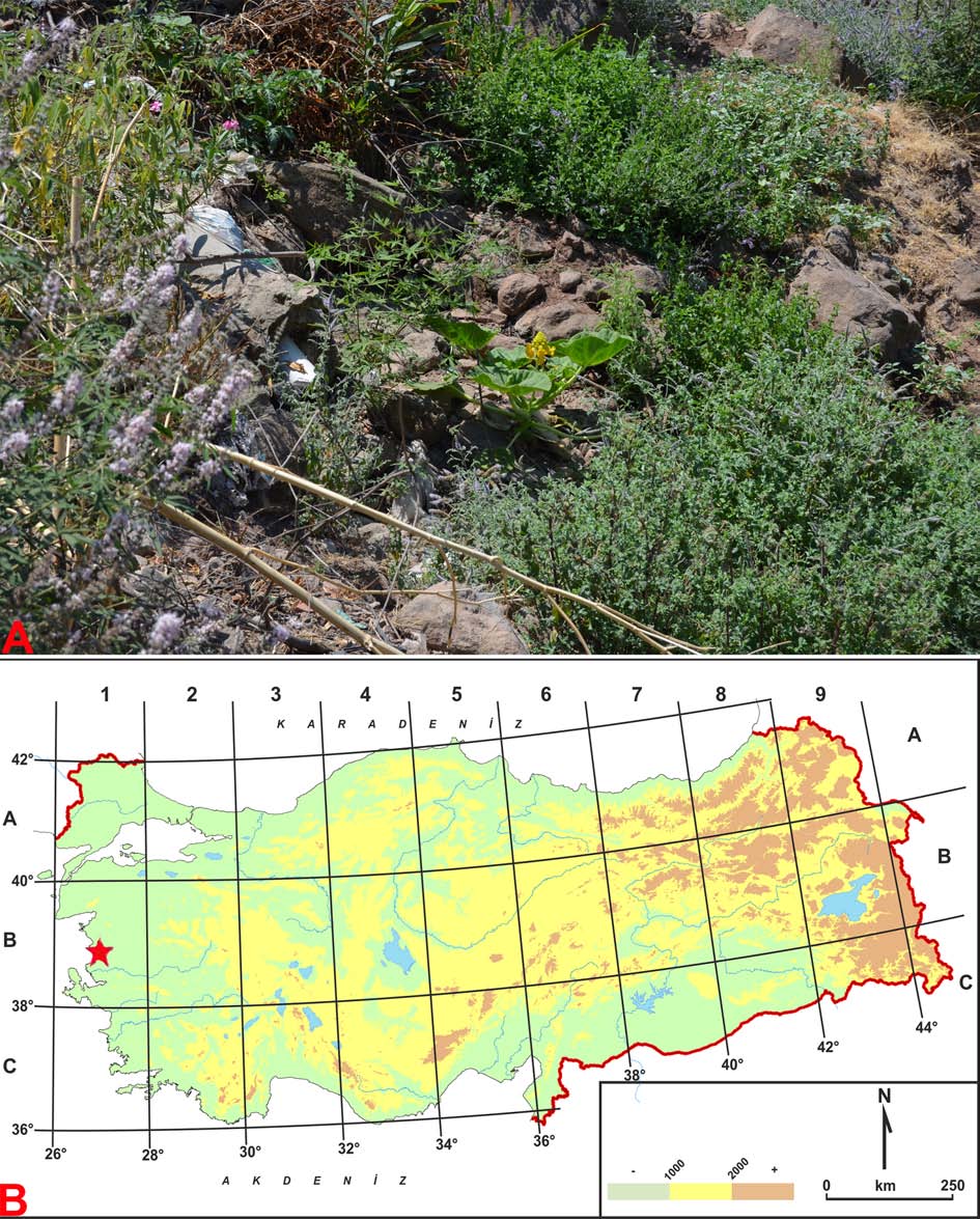 A.F. Pirhan & H. Yıldırım / Bağbahçe Bilim Dergisi 1 (2) 2014: 31-36 34 Şekil (Figure) 1. I. lutea : A- habitat ve genel görünüşü, B- Türkiye'deki yayılışı.