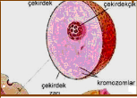 4-Kromatin İplikler:Çekirdek öz suyu içerisine dağılmış olan ağ ve yumak şeklindeki yapılardır.