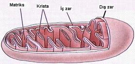 Mitokondri Peroksizom Mitokondri :Hücrede enerji (ATP) üretimini sağlayan merkezdir. Sayısı hücrenin enerji ihtiyacına göre değişir.