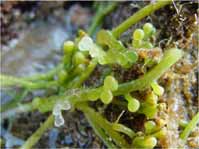 + - - - - Laminaria rodriguezii - + - + - Caulerpa racemosa - + - - + Phyllophora sp. - + - - - Acetabularia mediterranea - + - - - Bifurcaria sp.