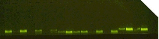 Bu veriler incelendiğinde DNA yoğunlukları 230 ila 2360 ng/ μl arasında değiştiği görülmüştür.