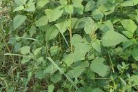 olan türleri Amaranthus albus L. (Horoz İbiği), Amaranthus blitoides S.Wats (Sürünücü Horoz İbiği), Amaranthus hybridus L. (Melez Horoz İbiği), Amaranthus lividis L.