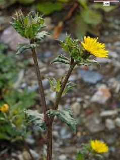 4.1.2.3. Picris echioides L. ( Helminthotheca echioides (L.) Halub.) (Dikenli Öküz Dili) Gövdesi orta düzeyden kuvvetliye kadar değişen oranda dallı, 10-80 cm boyundadır.