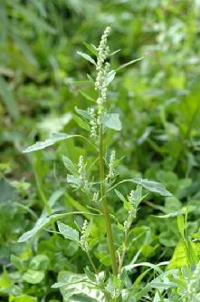 4.1.3. Chenopodiaceae 4.1.3.1.Chenopodium L. (Kazayağı Türleri) Tüysüz, unsu örtülü yada salgı bezli tüylü otsu bitkilerdendir. Yaprakları (en alttakiler hariç) almaşık ve düzdür.