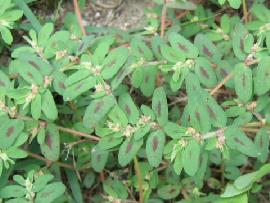 Resim 4.11. Euphorbia sp. (Sütleğen Türü). www.botanic.jp/plants Resim 4.12. Euphorbia supina Rafin. (Benekli İri Sütleğen) Euphorbia spp.