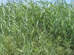 4.1.6.8.Phragmites australis (Cav) Trin.ex.Steudel (Kamış) Çok yıllık, yarı batık su yabancı otudur. Kökleri kuvvetli dallanmıştır. 1-2 m uzunluğa erişebilir ve rizomludur.