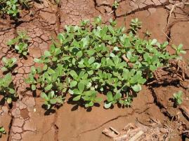 4.1.7. Portulaceae 4.1.7.1.Portulaca oleracea L. (Semiz Otu) Tek yıllık, etli sulu, yayılıcı, eğik tırmanışlı veya dik, 5 cm den 50 cm ye kadar boylanabilen bir bitkidir.