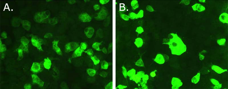 3.2.2. In vitro Transfeksyon Ko-GRA1 ve vt-gra1 in in vitro protein ekspresyonlarını karşılaştırmak için HEK 293 memeli hücreleri, CMV/vt-GRA1 ve CMV/ko-GRA1 plasmidleri ile transfekte edilmiştir.