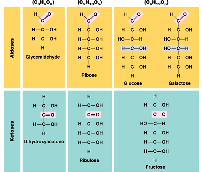 Ketozlar Aldozlar Trioz