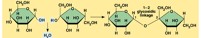 Sükroz ya da sakkaroz, kesme şeker, glikoz ve früktoz moleküllerinin
