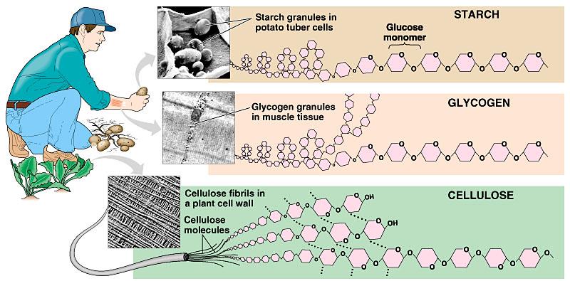 Glikojen: Hayvanların depo polisakkaritidir Nişasta: Bitkilerde depo polisakkariddir Selüloz Dünyada en çok bulunan organik bileşik; yapısal polisakkarid Bitki hücre duvarında yoğun, odun
