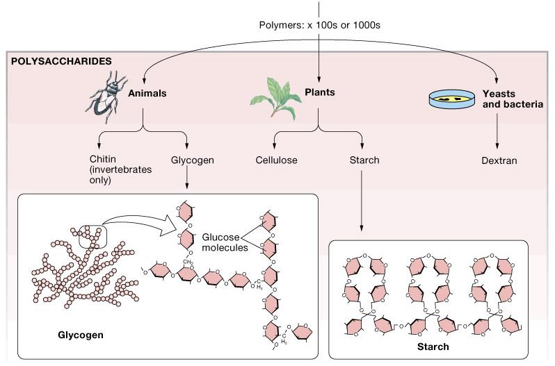 Polimerler: POLİSAKKARİTLER Hayvanlar Bitkiler Mayalar Ve Bakteriler