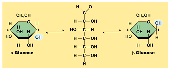 Glikoz polisakkaridlerde kullanılan temel monosakkariddir. Glikozun muhtemel iki halka yapısından farklı sayıda polisakkaridler şekillenir.