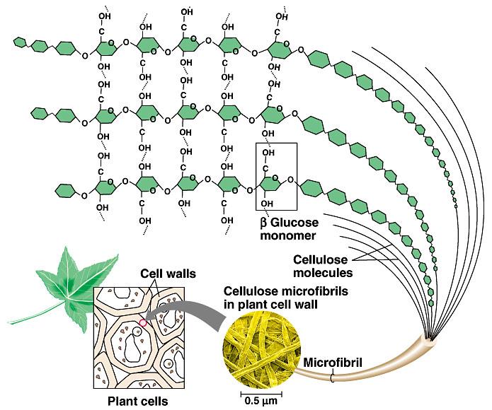 β Glikoz monomer Hücre duvarı Selüloz molekülleri Bitki